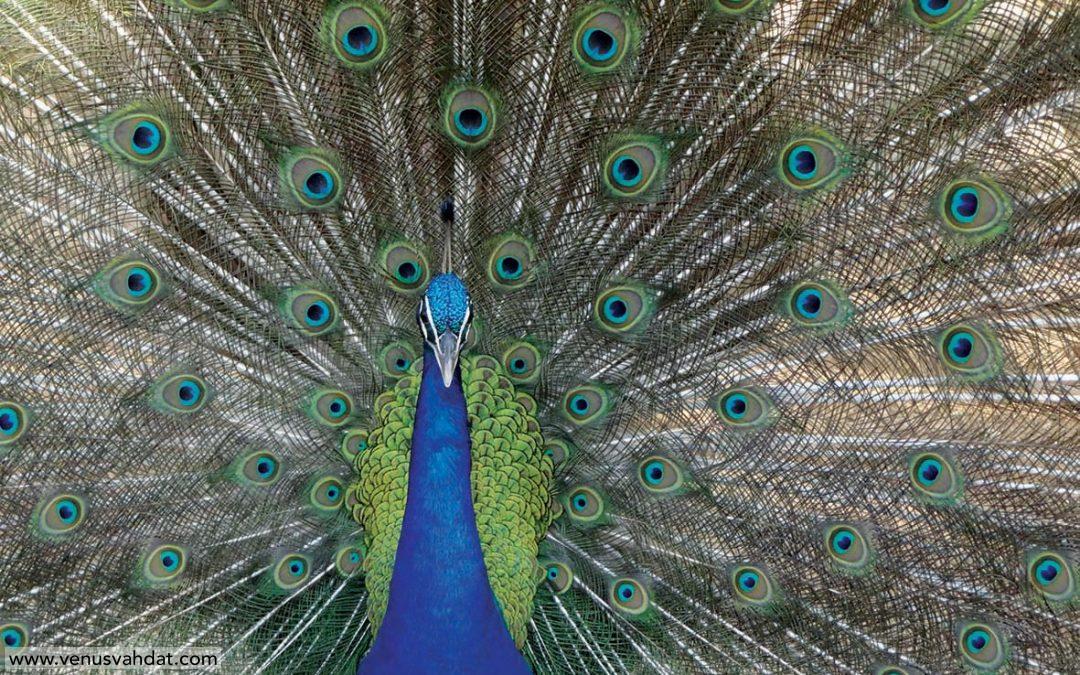عکاسی طبیعت – طاووس