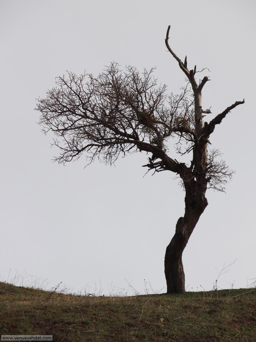 عکاسی طبیعت - تک درخت